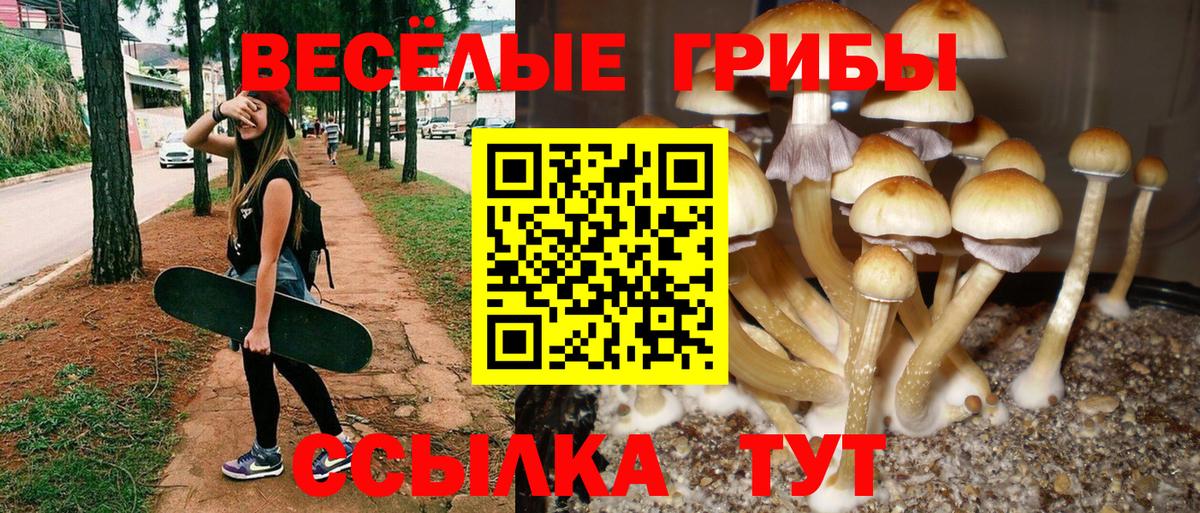 Псилоцибиновые грибы мицелий Электросталь